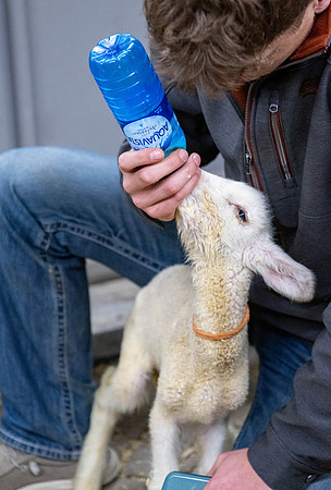 Feeding Lambs - Mar. 2026