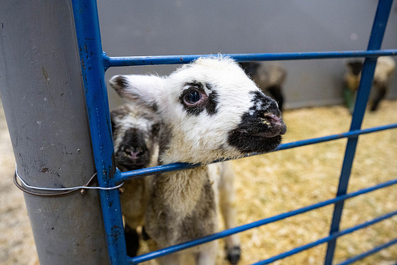 Feeding Lambs - Mar. 2026