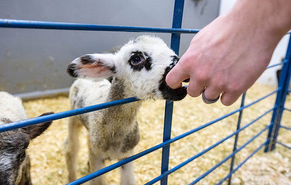 Feeding Lambs - Mar. 2026