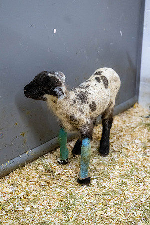 Feeding Lambs - Mar. 2026