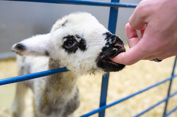 Feeding Lambs - Mar. 2026