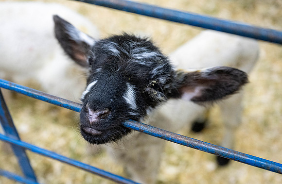 Feeding Lambs - Mar. 2026