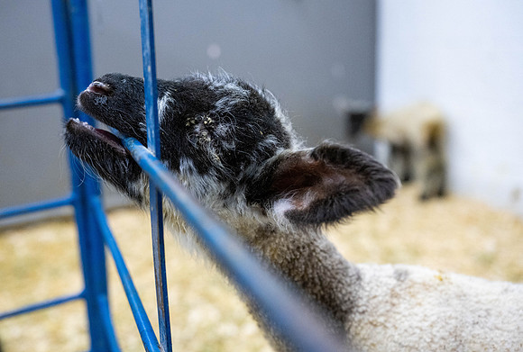 Feeding Lambs - Mar. 2026