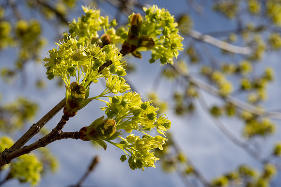Spring Flowers - Apr 2026