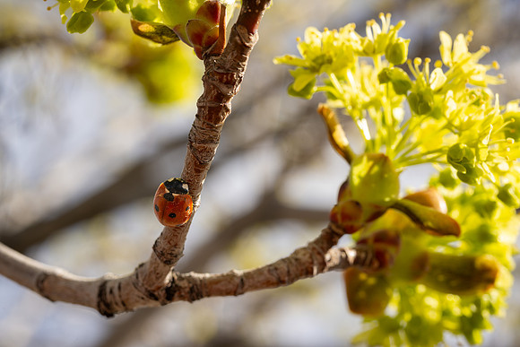 Spring Flowers - Apr 2026