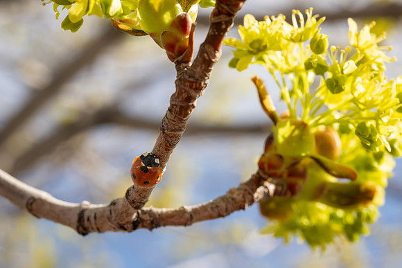 Spring Flowers - Apr 2026