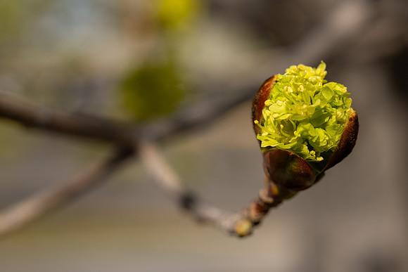 Spring Flowers - Apr 2026