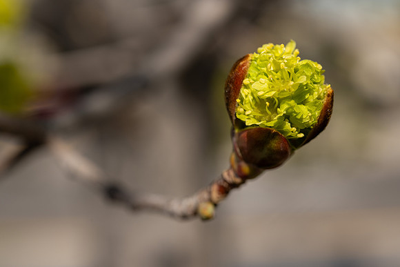Spring Flowers - Apr 2026