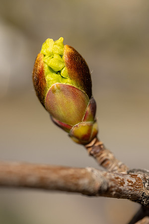 Spring Flowers - Apr 2026
