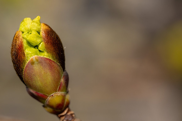 Spring Flowers - Apr 2026