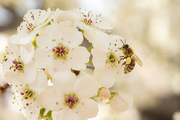 Spring Flowers - Apr 2026