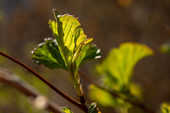 Spring Flowers - Apr 2026