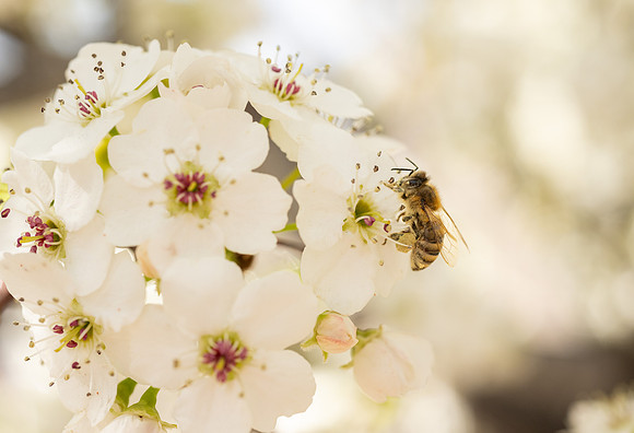 Spring Flowers - Apr 2026
