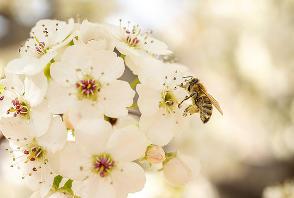 Spring Flowers - Apr 2026