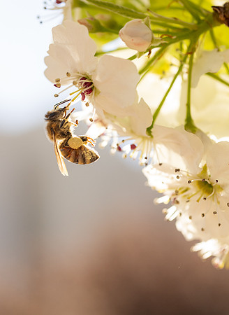 Spring Flowers - Apr 2026