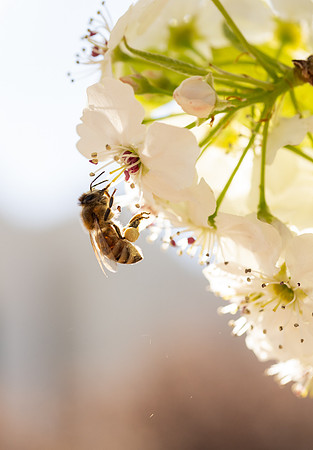 Spring Flowers - Apr 2026