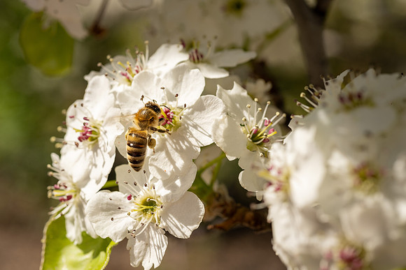 Spring Flowers - Apr 2026