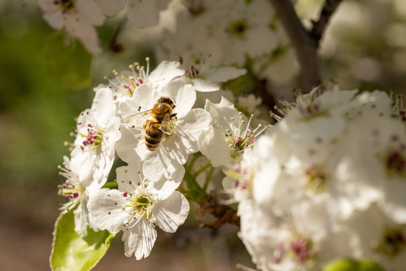 Spring Flowers - Apr 2026