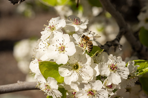 Spring Flowers - Apr 2026