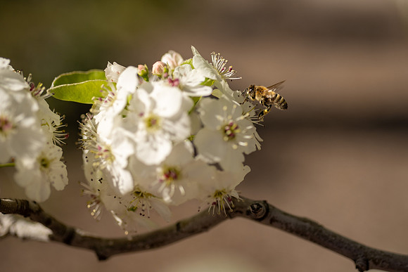Spring Flowers - Apr 2026