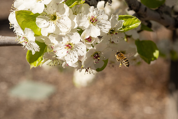 Spring Flowers - Apr 2026