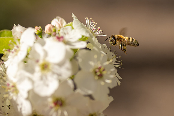 Spring Flowers - Apr 2026