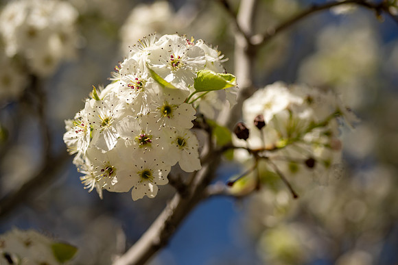 Spring Flowers - Apr 2026
