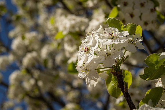 Spring Flowers - Apr 2026