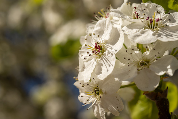 Spring Flowers - Apr 2026