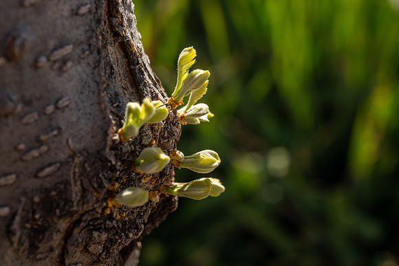 Spring Flowers - Apr 2026