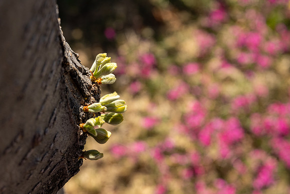 Spring Flowers - Apr 2026