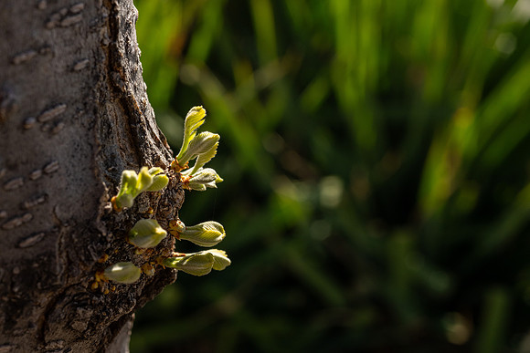 Spring Flowers - Apr 2026