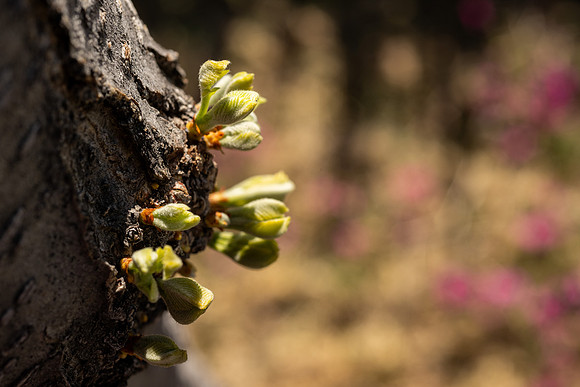 Spring Flowers - Apr 2026