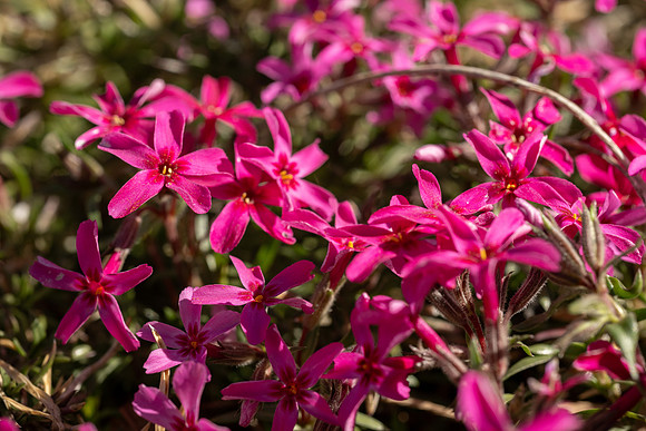 Spring Flowers - Apr 2026