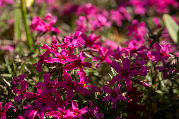 Spring Flowers - Apr 2026