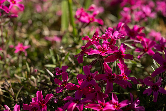 Spring Flowers - Apr 2026