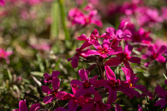 Spring Flowers - Apr 2026
