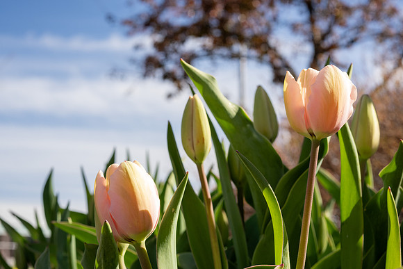 Spring Flowers - Apr 2026