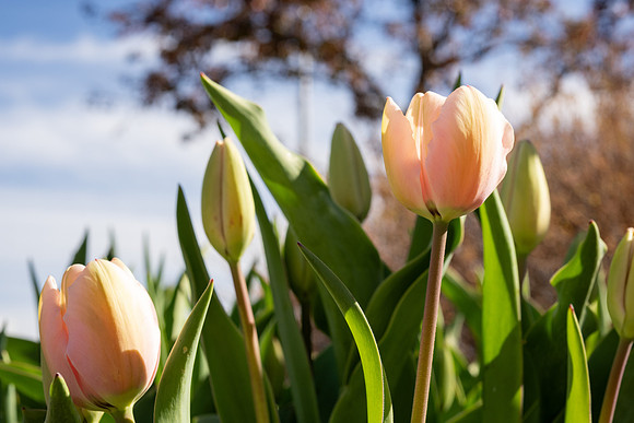 Spring Flowers - Apr 2026