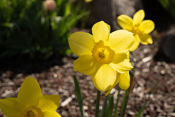 Spring Flowers - Apr 2026