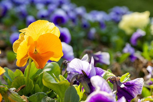 Spring Flowers - Apr 2026