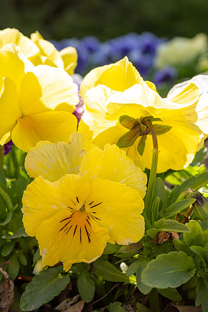 Spring Flowers - Apr 2026