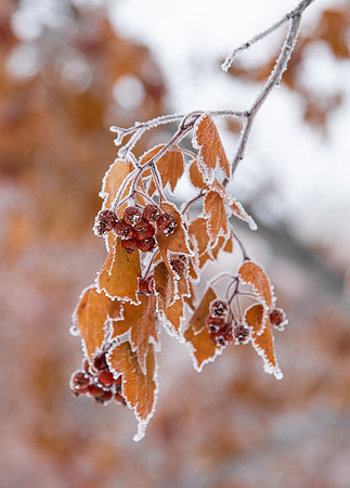 Campus - Frost - Jan 2023