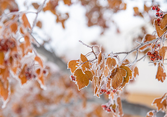 Campus - Frost - Jan 2023