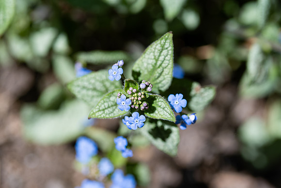 Flowers on Campus Winter Semester - April 2026