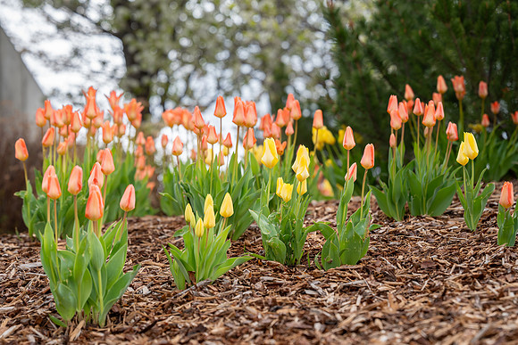 Spring Break - Apr 2026
