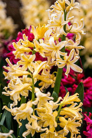 Flowers On Campus- April 2026