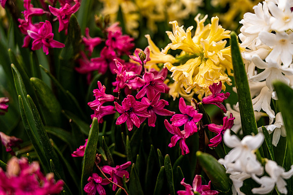 Flowers On Campus- April 2026