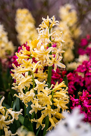 Flowers On Campus- April 2026