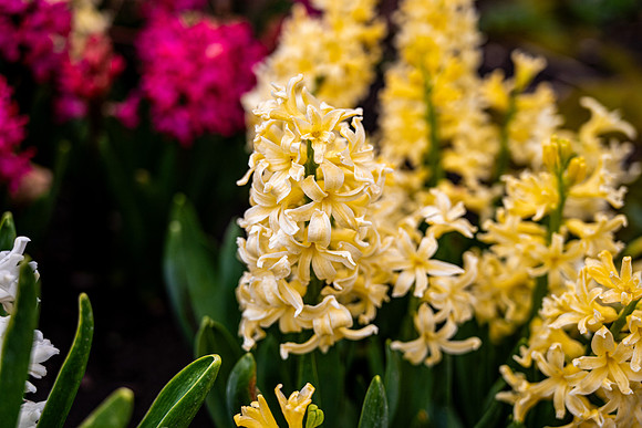 Flowers On Campus- April 2026